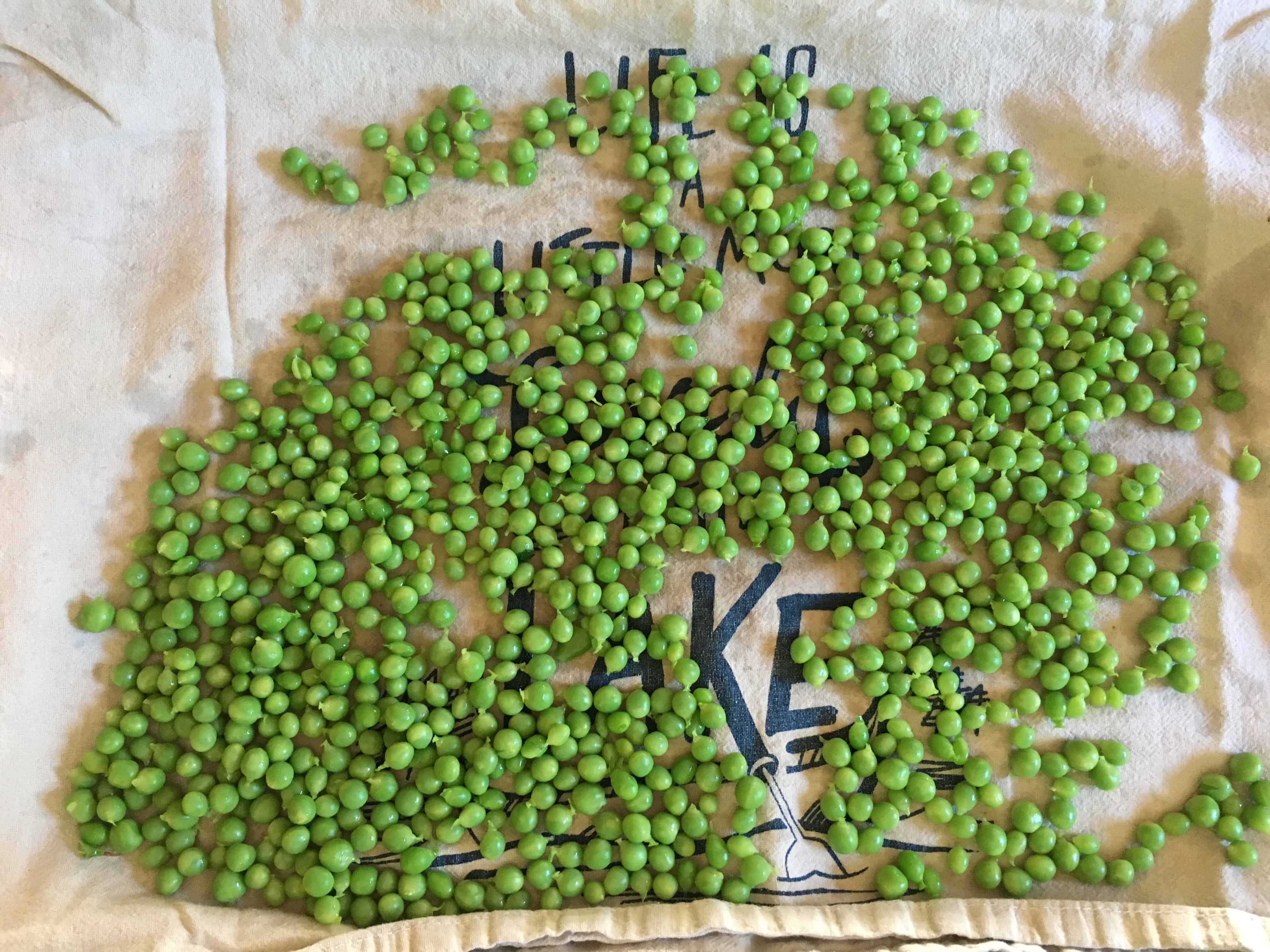 Blanched peas on towel ready for the freezer. https://trimazing.com/" 