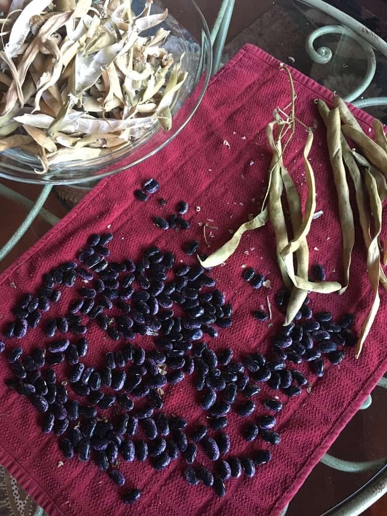 Shelling dried scarlet runner beans. https://trimazing.com