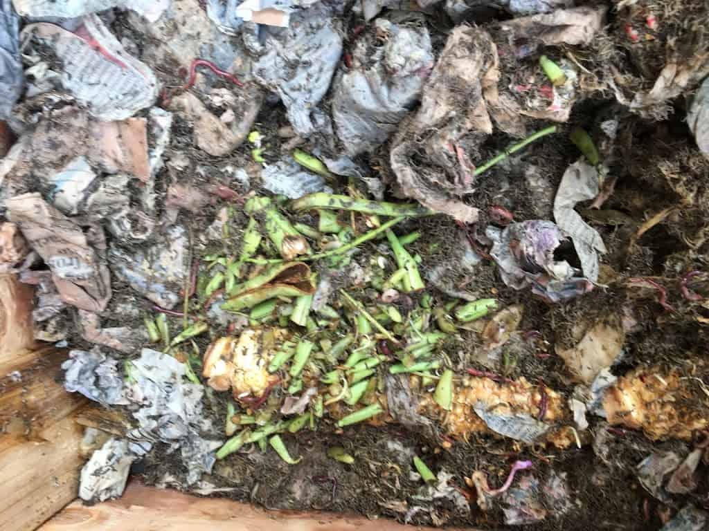 Photo of vegetable food scraps (green bean trimmings) in among bedding in worm bin. https://trimazing.com/ 