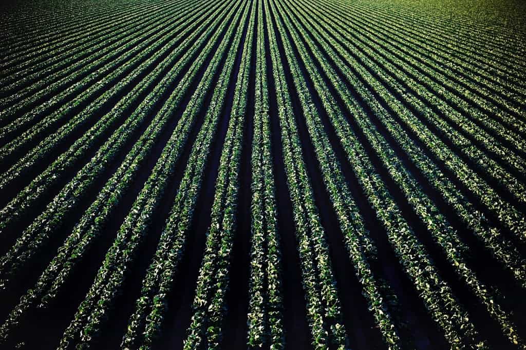 Field of farmed lettuce. https://trimazing.com/ 