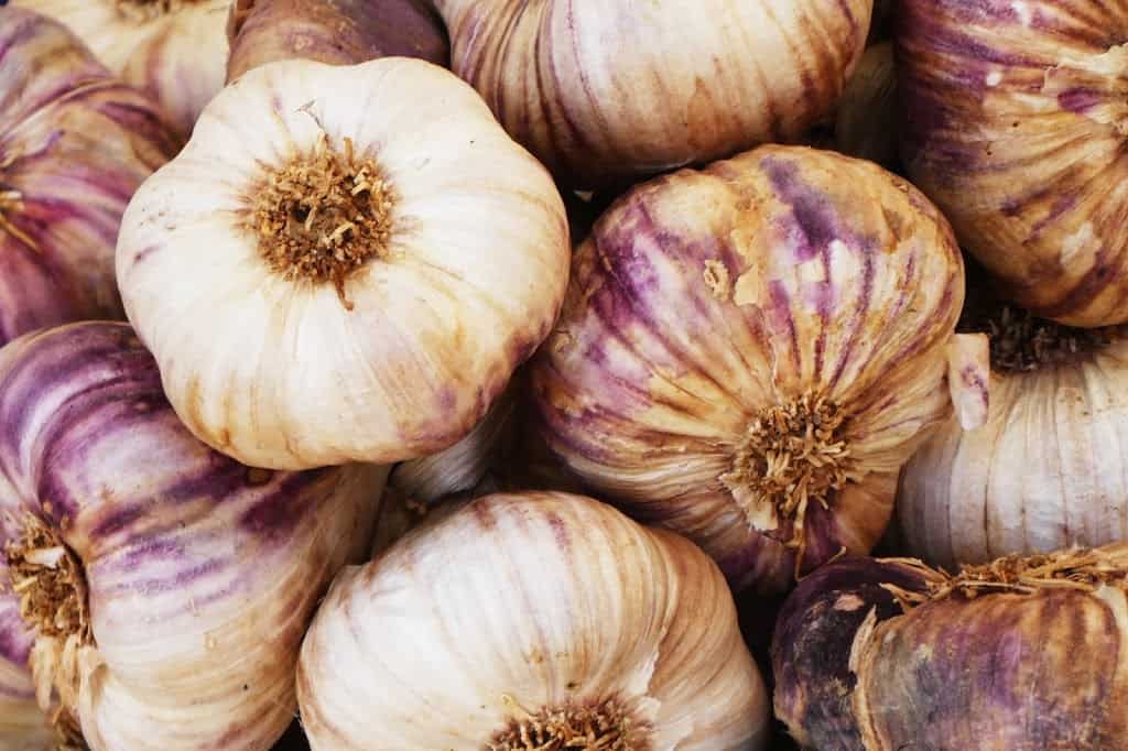 Growing Garlic - Trimazing